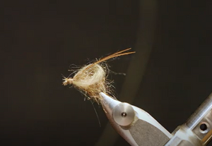 Tying a Ghost Caddis Pupa