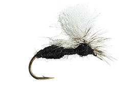 Parachute Ant