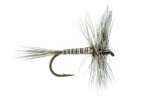 Mosquito