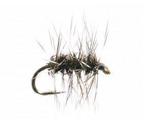 Griffith's Gnat