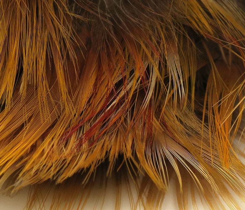 Golden pheasant feathers