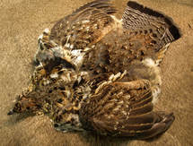 Ruffed Grouse Skin