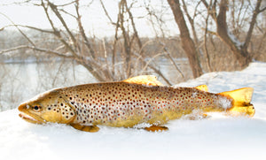 Fall Fly Fishing: How to catch your trophy trout in Big Sky Country…