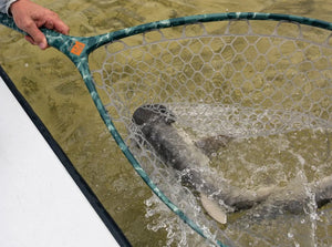 Fishpond 19'' Nomad TPU Replacement Net