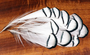 Lady Amherst Tippets