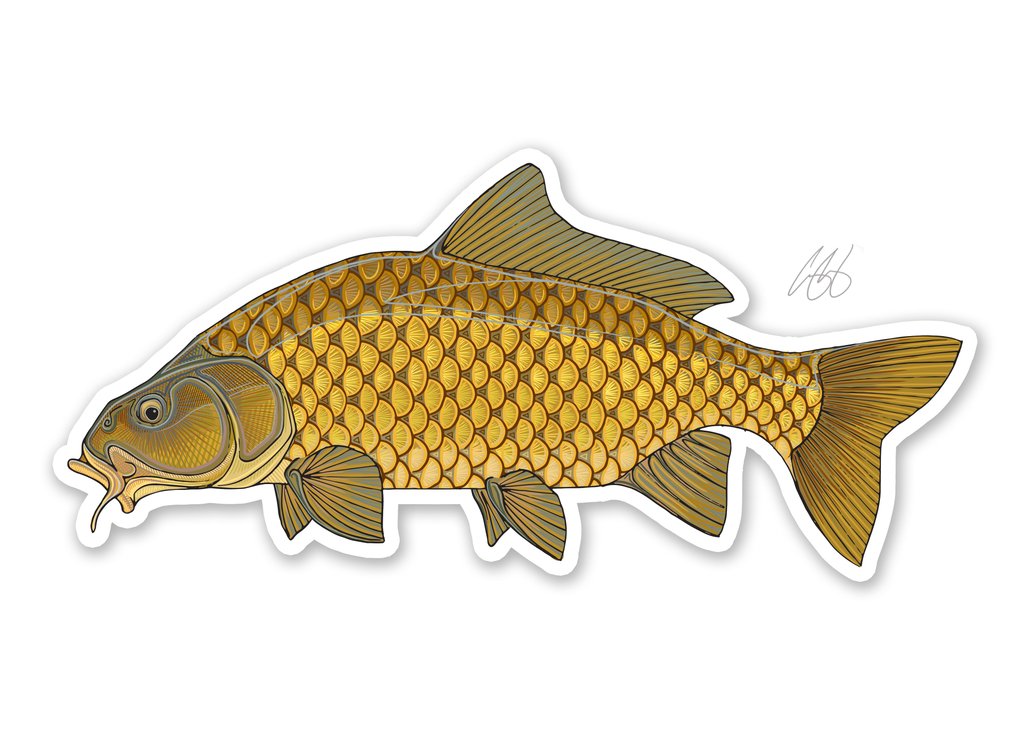Lucky Carp Enamel Pins Fish Girl Education -  Canada