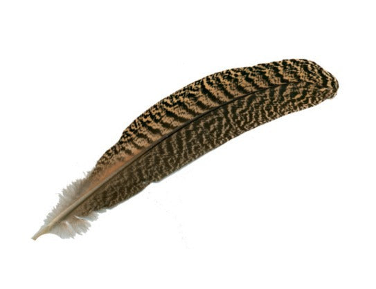 Mottled Peacock Quill