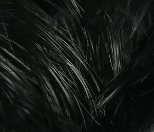 Golden Pheasant Body Feathers