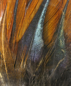 Gallo De Leon Saddle Feathers